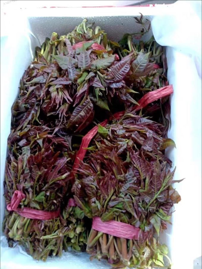 青樱红荔蔬菜