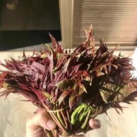 鲜嫩可口的香椿，餐桌必备菜肴