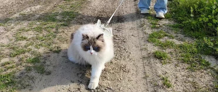 为什么宠物猫咪可以给人带来那么多的快乐？
