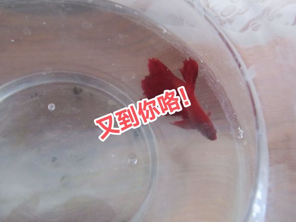 又到你出来了