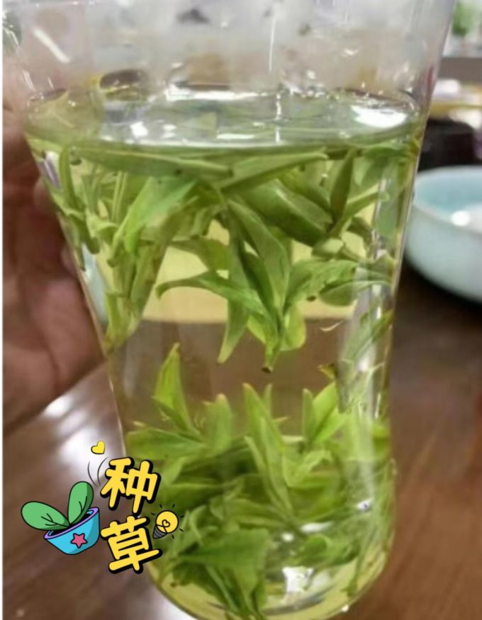 霍将军茶类