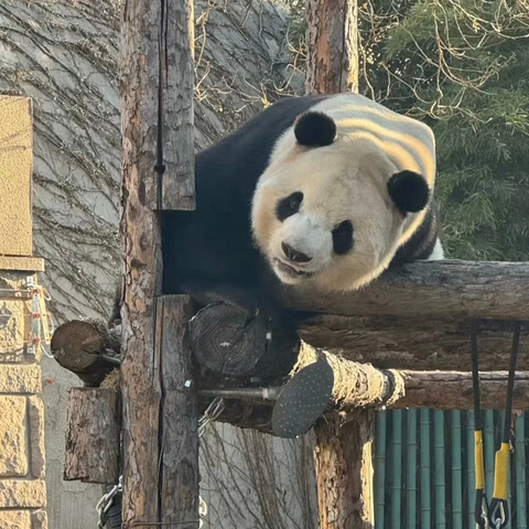 北京动物园的春日记忆