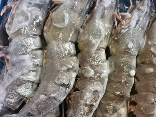 鲜活急冻黑虎虾