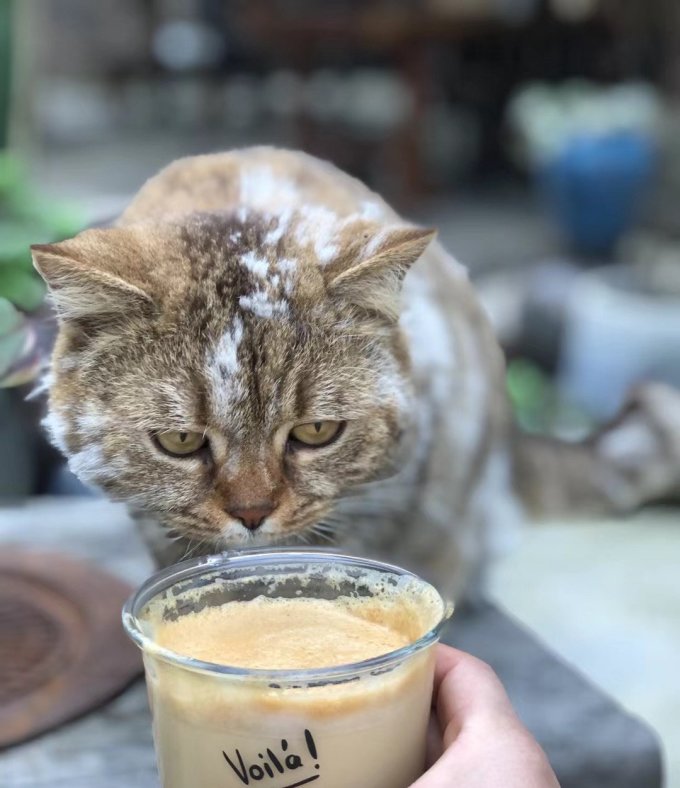帕蓝姆猫咪