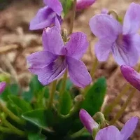 荒地里的“小紫花”，回家栽盆里，“野趣”十足，给钱也不卖