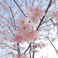 萌娃过春天，樱花节令人流连忘返