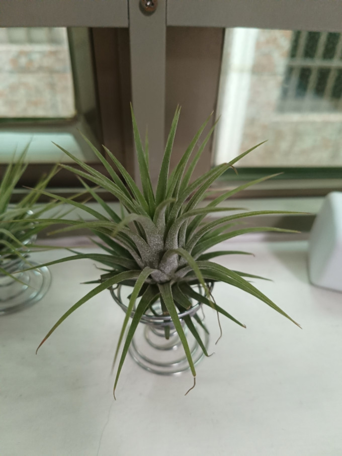 子豪缘盆栽