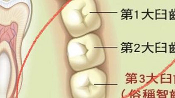 如何清洁智齿和大牙（大臼齿）？学会这一招能省几万块