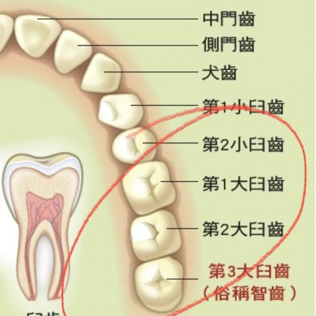 如何清洁智齿和大牙（大臼齿）？学会这一招能省几万块