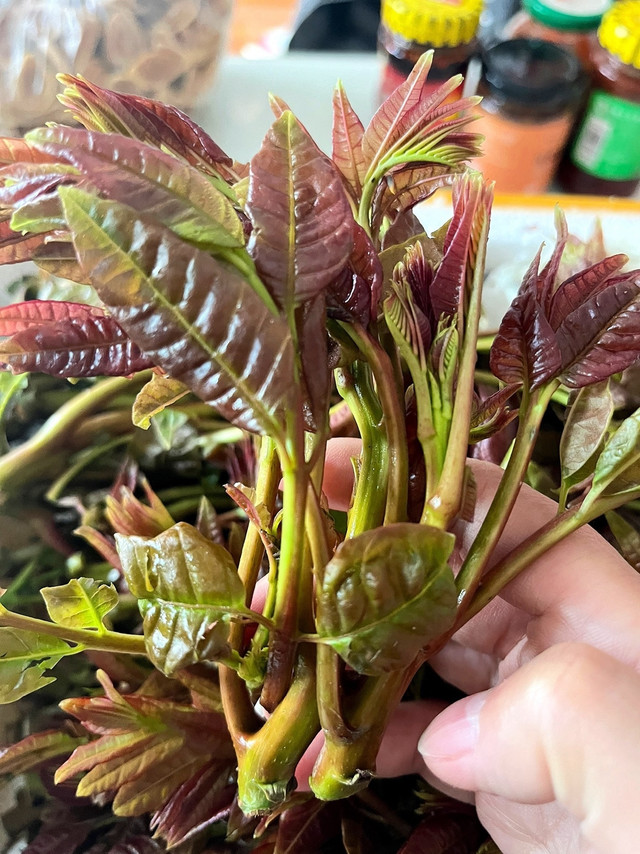 香椿：真的是春天必须吃的美食