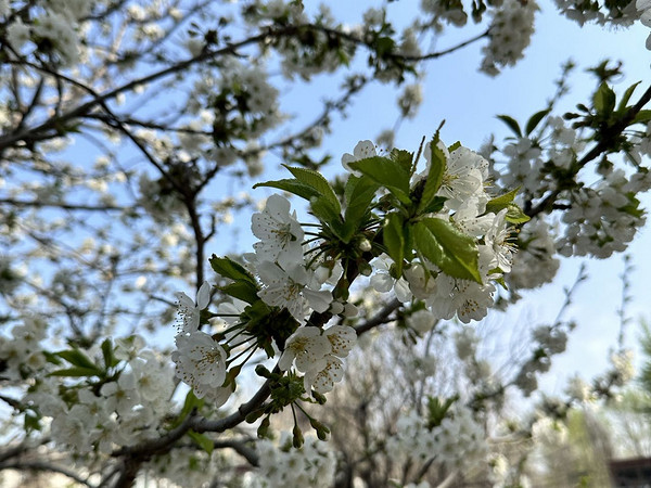 海淀公园赏花！