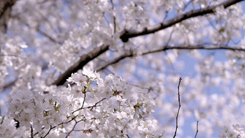 春日约会—野餐准备什么