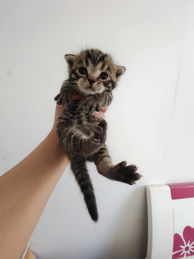 多特思猫咪