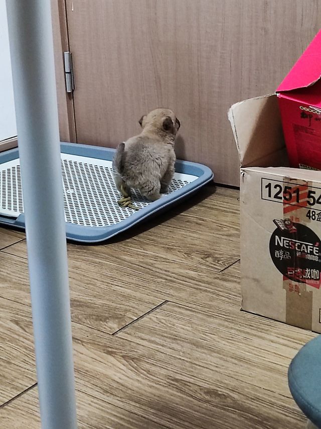 即使是小型犬，厕所也要买超大号的