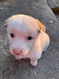 萌犬来袭，差点没hold住！