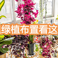 室内绿植花卉这样搭配最Nice，从基础到各个季节空间布置，两篇文章说清楚（2）