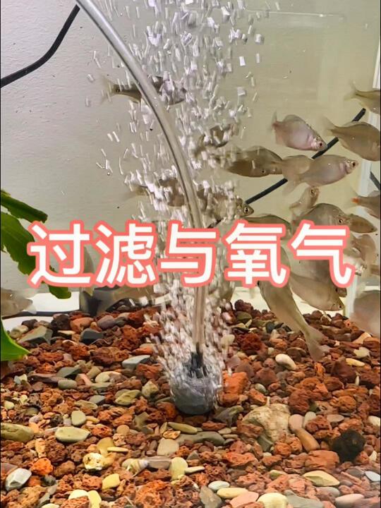 过滤与氧气
