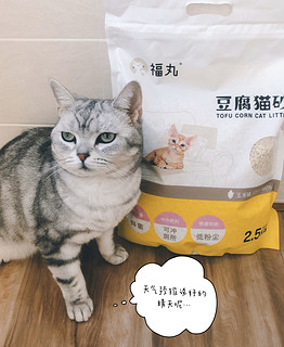 关于铲屎那些事儿 福丸豆腐猫砂使用体验分享