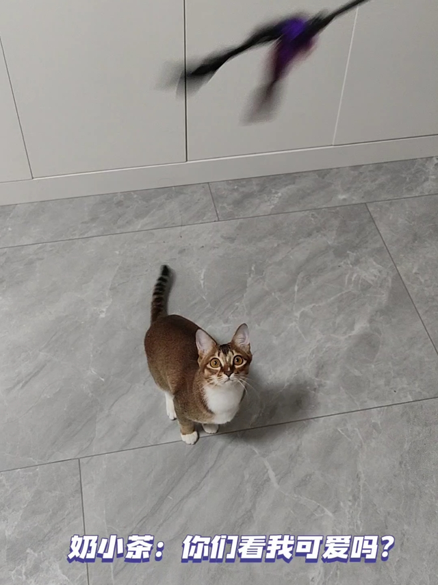 小猫的求玩请求谁能拒绝呀