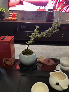 茶桌绿植