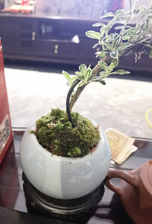 茶桌绿植