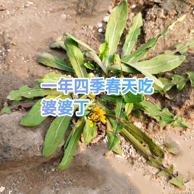 卫青沙窝蔬菜