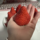 又大又甜的草莓，春天不可错过的水果