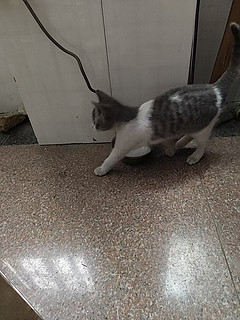 宠物专栏 篇七十四：猫咪大冒险