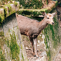 游 篇二十四：2024春节日本之行-DAY7-去奈良，把这辈子该见的鹿都喂一遍