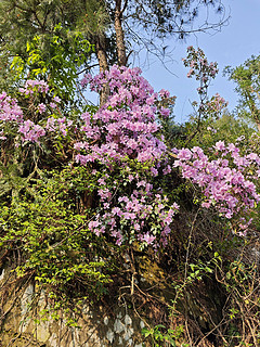   阳光明媚。春暖花开