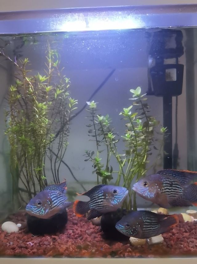 好用不贵节省时间的电动换水神器
