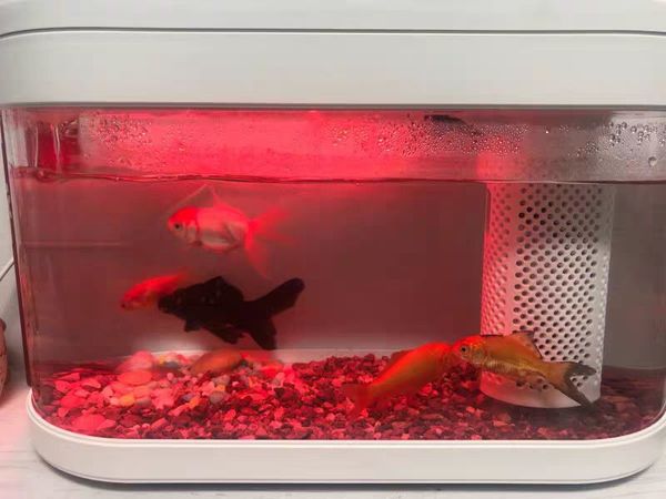 养鱼就是可以缓解压力