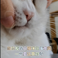 小猫咪张口难闻？铲屎官注意⚠️