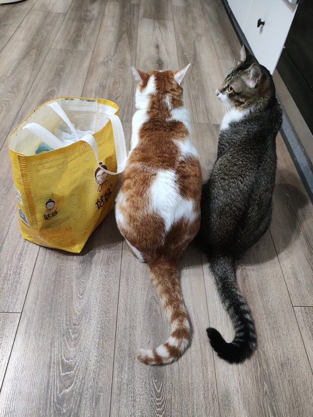 猫猫偷吃伯纳天纯狗粮，我不生气