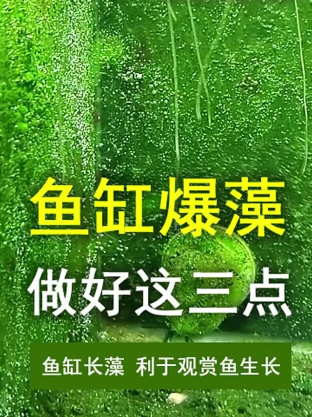 鱼缸爆藻做好这三点，绿藻有利于鱼生长发色