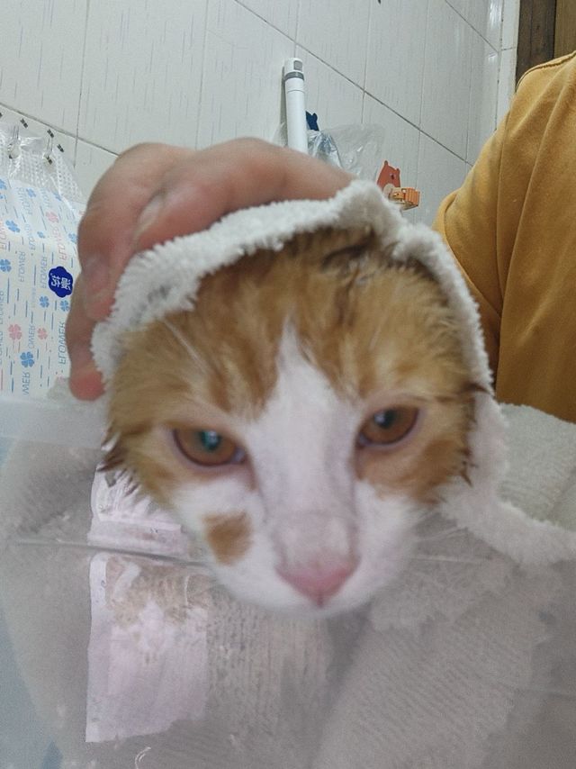 洗澡乖巧的小猫