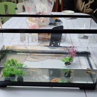 亚克力鱼缸，养鱼新体验！