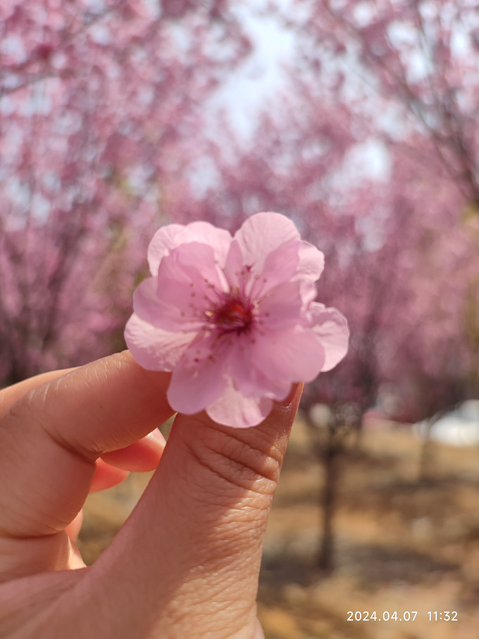 鲜花绿植