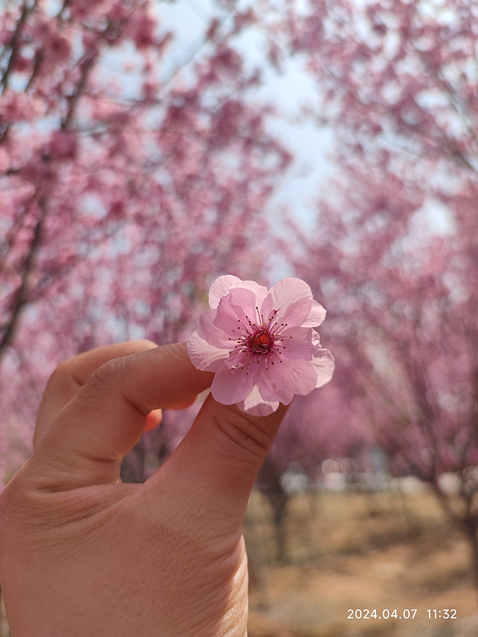 鲜花绿植