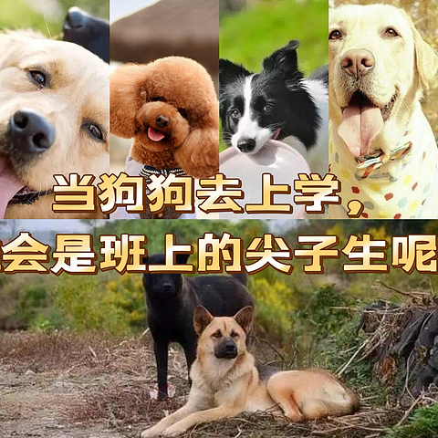 你知道吗？当狗狗去上学，谁才是班里的尖子生！？