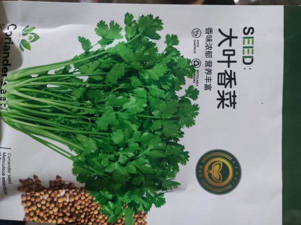 香菜种