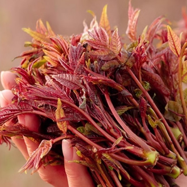 正是吃香椿芽的好时节~