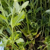 蓝妖：连续阴雨之后，这个细节要特别注意，一不小心满盆花苞掉光光！