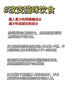 猫咪膀胱结石反反复复怎么办丨做好3件事情