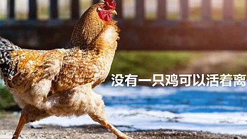 市井生活 篇一百三十九：广东VS广西，谁才是“吃鸡第一名”？吃鸡肉的数据秀翻外省人