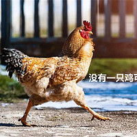 市井生活 篇一百三十九：广东VS广西，谁才是“吃鸡第一名”？吃鸡肉的数据秀翻外省人