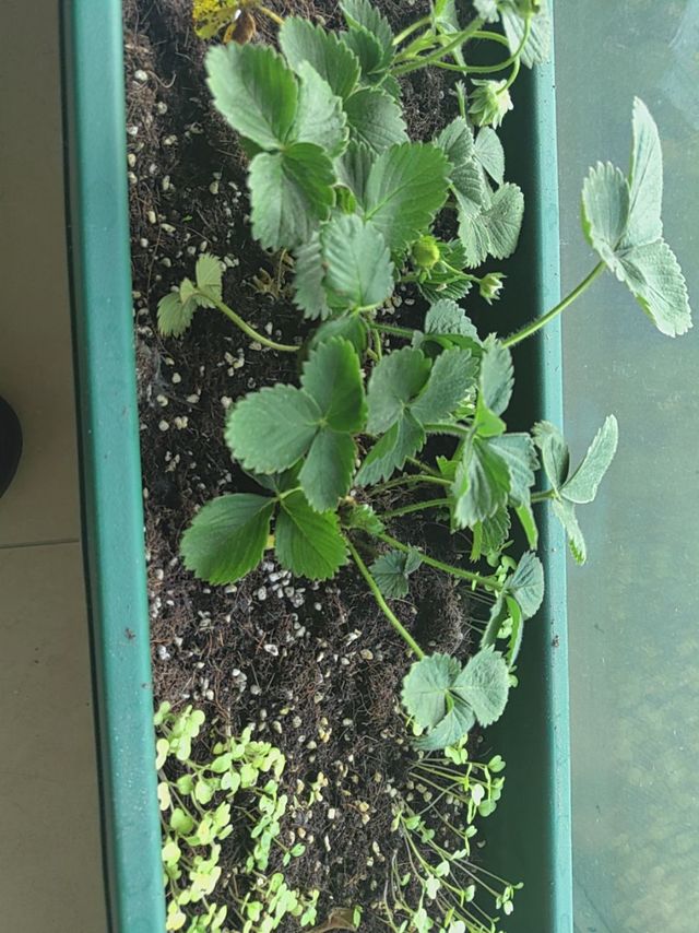 营养土种点菜和草莓🍓