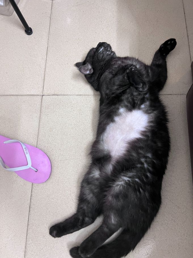 澳龙猫咪