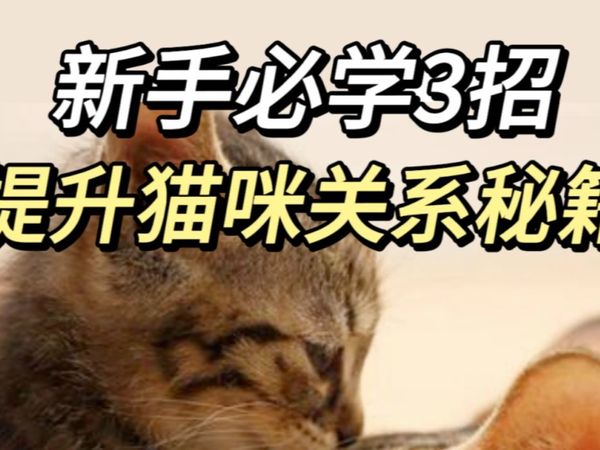 养猫10年经验，新手必学提升猫咪关系秘籍