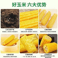 十月稻田玉米🌽